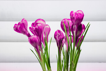 Crocus flowers on stem with leaves isolated on white background, spring season.