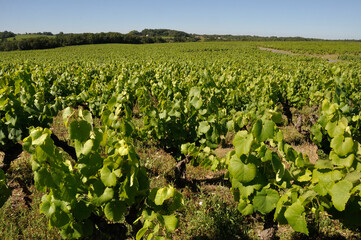 The Nantes vineyard at Saint-Fiacre