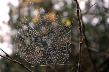 spider web with dew drops