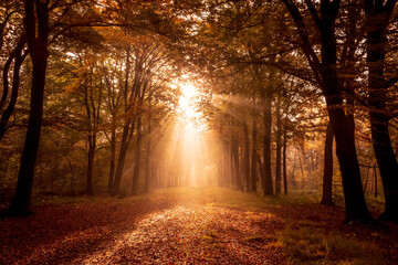 Sunlight shining through the trees in a forest with fallen leaves on a path during Autumn.