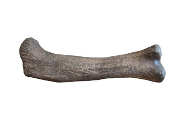 Bone sample of dinosaur femur of Phuwiangosaurus sirindhornae isolated on white background.