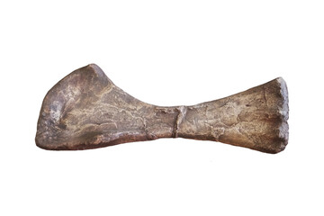 Bone sample of dinosaur femur of Phuwiangosaurus sirindhornae isolated on white background.