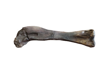 Bone sample of dinosaur humerus of Phuwiangosaurus sirindhornae isolated on white background.