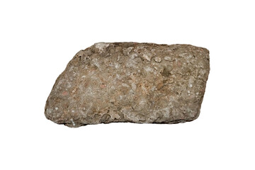 Fossil bivalve Trigonioides in sandstone layers stone isolated on white background.