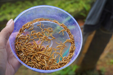 heaps of caterpillars for birds and fish