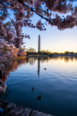 Cherry Blossoms in Washington DC