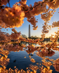 Cherry Blossoms in Washington DC