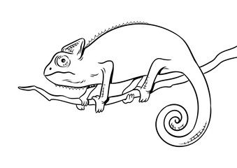 Chameleon animal coloring book PNG illustration with transparent background