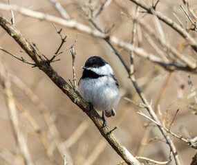 Fototapeta premium black-capped chickadee