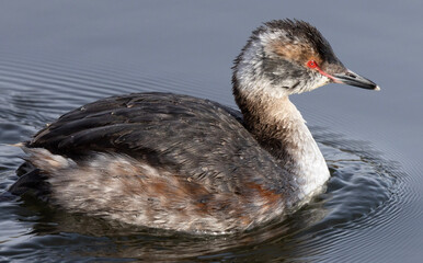 Horned  grebe non breeding colors 