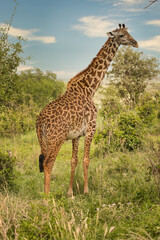 Giraffe in freier Wildbahn