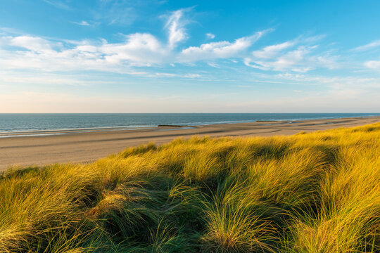Wind blowing through dune grasses in sand dunes of Oostende (Ostend) beach at sunset, North Sea, Belgium.