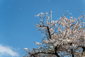 桜吹雪