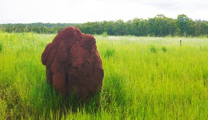 Termite mound on the Atherton Tablelands , Australia © Eduardo