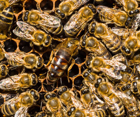 Life and reproduction of bees.
Queen Bee lays eggs in honeycombs.
