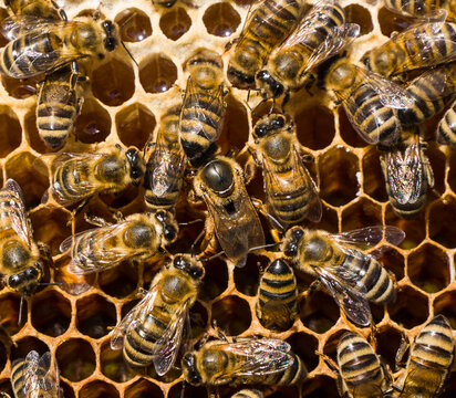 Queen Bee lays eggs in honeycombs. Working bees look after their queen.