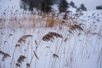 Schilf im Schnee
