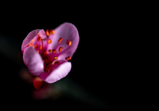 fiore di ciliegio che sboccia su sfondo nero