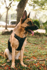 Dog Photography