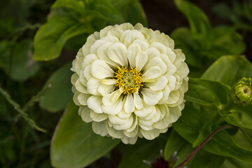 A close-up of a white zinnia flower growing in a garden bed
