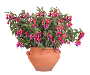 Two-tone fuchsia in a terracotta pot, transparent background