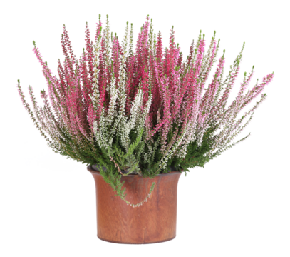 White and pink heather, transparent background