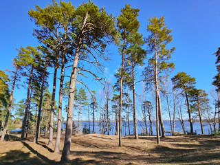 High pine forest near the Kisezers lake in the Mezaparks district, quiet and forest area of Riga, capital of Latvia