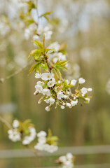 Tree branch with white blooming flowers