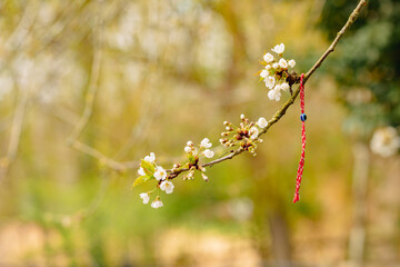 Red romanian martisor bracelet on blooming with flowers tree branch