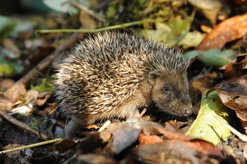 Photograph of a Baby Hedgehog on some leaves in the sun
