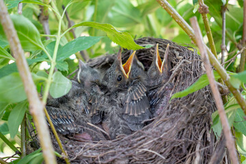 Bird nest with young birds chicks Eurasian Blackbird. Hungry baby blackbirds with opened beaks.