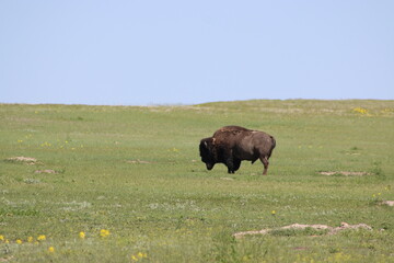Grassland Bison / Buffalo in South Dakota with blue sky 
