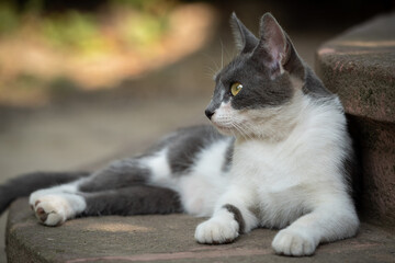 Portrait of a cat with white and grey fur. Lying on the steps in front of the house entrance in the garden. Yellow eyes. In the shadow.