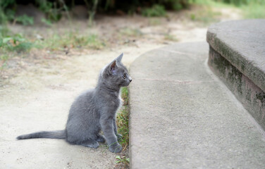 A cute young grey cat looks at how it could try to go up the stairs in the garden.