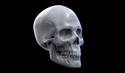 3d illustration of a human skull with the dark background. 