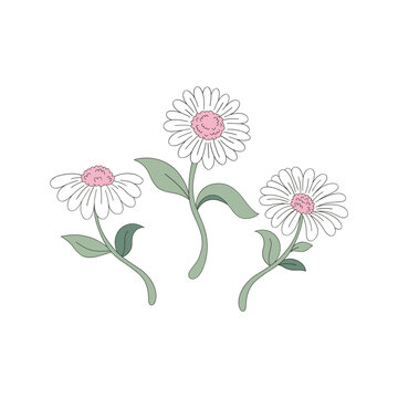 St Valentine Day present romantic daisy flower with pink core vector illustration set isolated on white. Gentle camomile marguerite floral print for 14 February holiday.