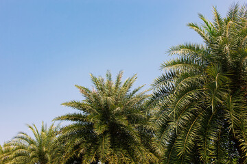 Obraz na płótnie Canvas Many palm trees against a blue sky background