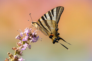 A scarce swallowtail isolated on a purlpe flower called vitex or chaste tree. Iphiclides podalirius.