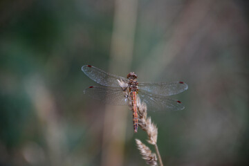 Dragonfly on a plant with a grey background isolated, macro   