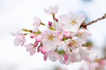 Closeup of dainty, delicate cherry blossoms in springtime

