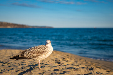 Seagull on the beach staring at the camera