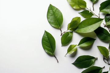 Green leaves of plants on a white background, top view, flat lay. Natural, eco, organic ingredients.