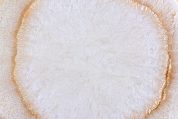 Slice of parsley abstract macro view