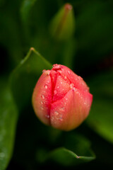 Rote Tulpe im Regen
