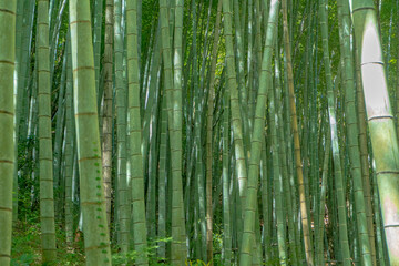 竹林の風景