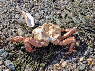 A Day at the Beach with a Dead Eaten Crab.