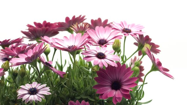 Osteospermum flowers, South African daisy or Cape daisy flower blooming, time lapse. Flowers opening, isolated on white, timelapse of beautiful pink cape marguerite, Dimorphotheca flowers blooming