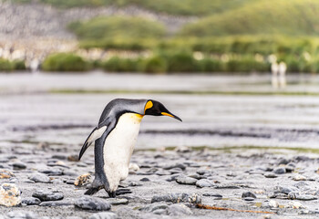 Königspinguin - (APTENODYTES PATAGONICUS) Kolonie in Salisbury Plain eine weite vom Grace-Gletscher ausgewaschene Ebene auf Südgeorgien und Süd Georgiens größte See-Elefanten Aufzuchtstätte