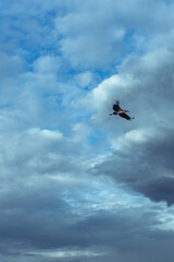 A Marabou stork flying in Uganda Africa