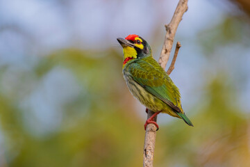 barbet on branch
